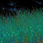A team of researchers and neuroscientists have collaborated to unravel the brain’s intricacies. (Photo Credit : Google)