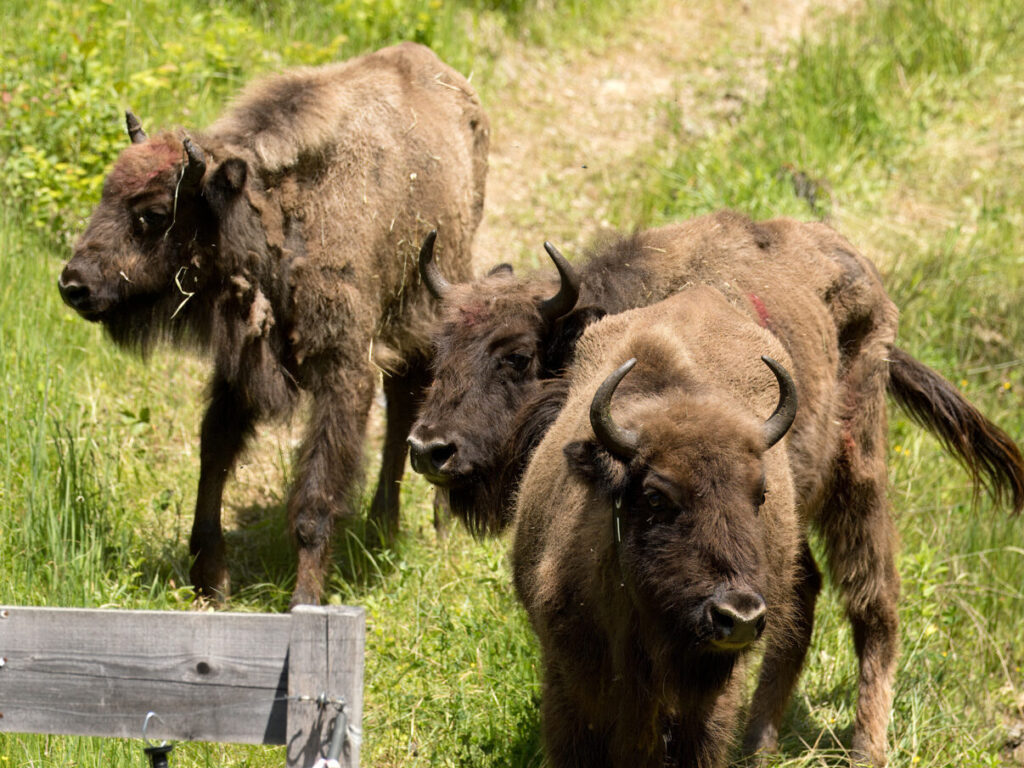 Two groups of European bison totalling 14 animals have just arrived in the Southern Carpathians rewilding landscape in Romania, sourced from breeding centres in Germany and Sweden.( Phot Credit: ANGHEL DRAȘOVEAN )