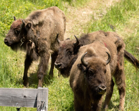 Two groups of European bison totalling 14 animals have just arrived in the Southern Carpathians rewilding landscape in Romania, sourced from breeding centres in Germany and Sweden.( Phot Credit: ANGHEL DRAȘOVEAN )