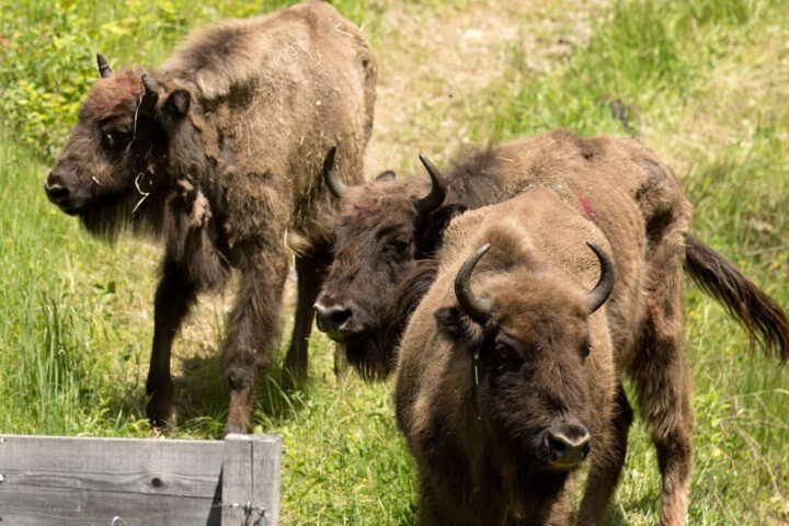 Two groups of European bison totalling 14 animals have just arrived in the Southern Carpathians rewilding landscape in Romania, sourced from breeding centres in Germany and Sweden.( Phot Credit: ANGHEL DRAȘOVEAN )