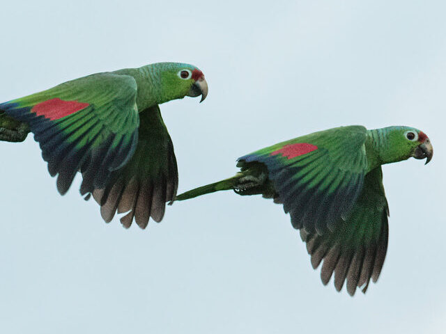 Red-lored Parrot Amazona autumnalis salvini Photo Credits : Nick Athanas