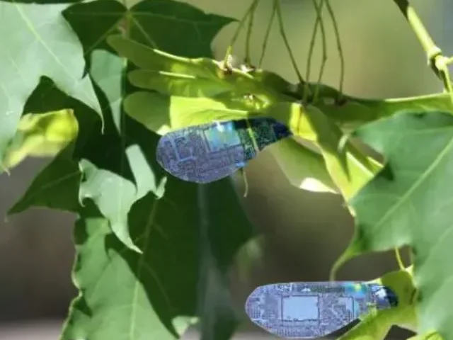 Wind-dispersed seeds common among maple trees were a key source of inspiration for the light-controlled robot. (Photo Credit: Jianfeng Yang / Tampere University)