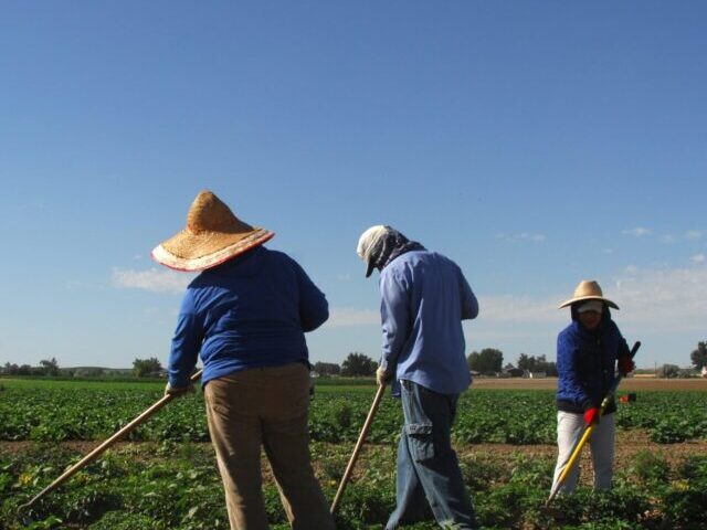 Migrant workers weed a field of peppers on Rick and Robyn Purdum's farm. Fruitland, Idaho. Photo Credit : Kirsten Strough