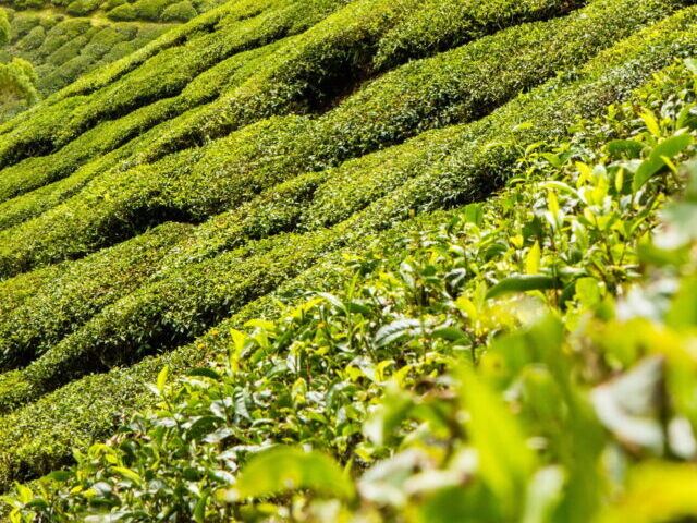 Green grass field at daytime