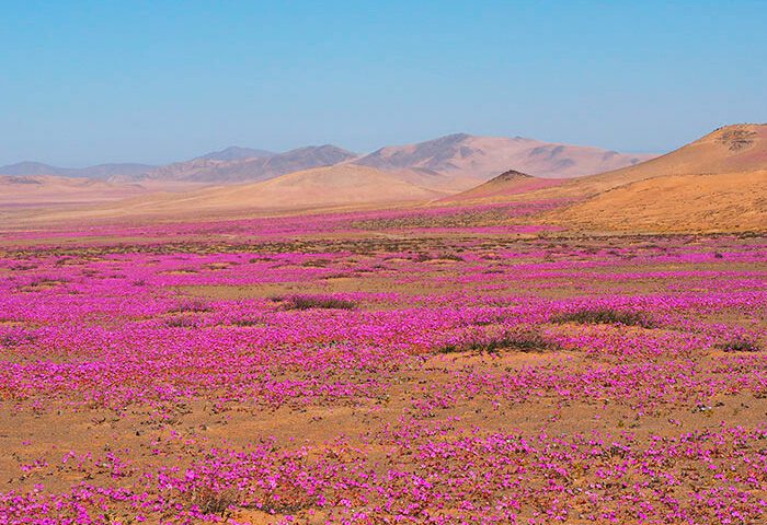 The desert bloom is a phenomenon associated with rainfall events, especially in "El Niño" years, when temperatures are warmer. Although it occurs more frequently in the area of Copiapó, Huasco and Caldera, in the Atacama region, it can also be seen in certain locations in the Antofagasta region, with less frequency but greater diversity and endemic species.