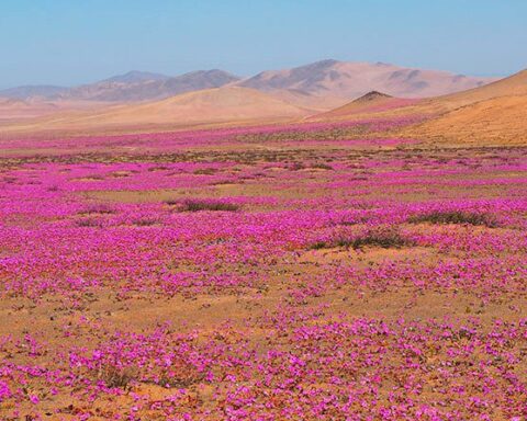 The desert bloom is a phenomenon associated with rainfall events, especially in "El Niño" years, when temperatures are warmer. Although it occurs more frequently in the area of Copiapó, Huasco and Caldera, in the Atacama region, it can also be seen in certain locations in the Antofagasta region, with less frequency but greater diversity and endemic species.