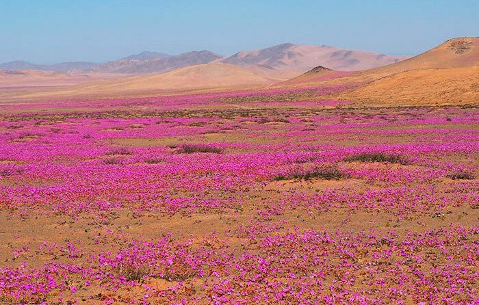 The desert bloom is a phenomenon associated with rainfall events, especially in "El Niño" years, when temperatures are warmer. Although it occurs more frequently in the area of Copiapó, Huasco and Caldera, in the Atacama region, it can also be seen in certain locations in the Antofagasta region, with less frequency but greater diversity and endemic species.