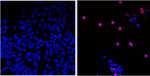 AOH1996 Molecule on Cancer Cells