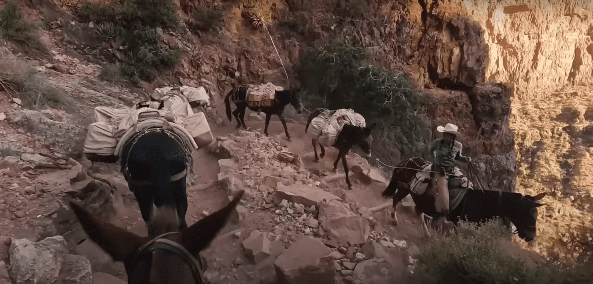 Amazon delivers packages to Phantom Ranch, located at the bottom of the Grand Canyon using mules. Photo Source- Amazon.com