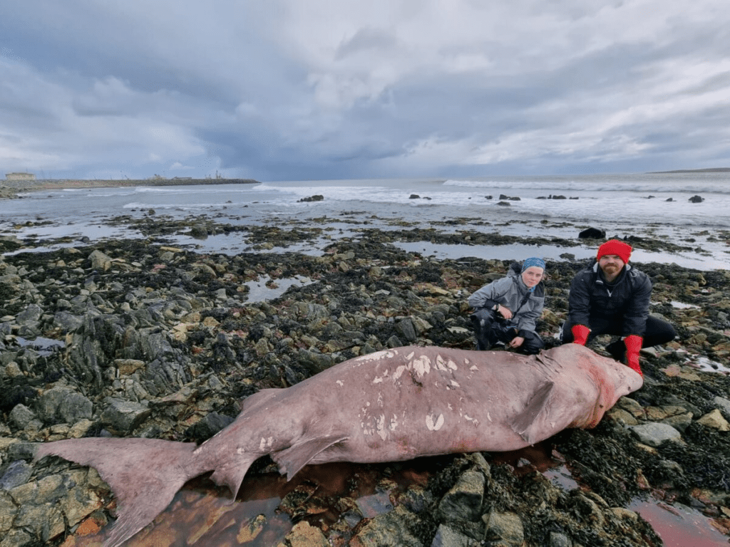 Rare Smalltooth Tiger Shark Found Washed Up on Beach Baffles Experts in Irish Village of Kilmore Quay in Wexford