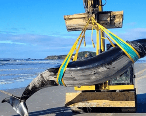 A whale so rare only six specimens have ever been known to science has washed ashore on an Otago beach.