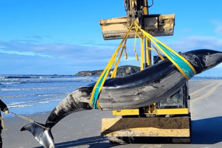 A whale so rare only six specimens have ever been known to science has washed ashore on an Otago beach.