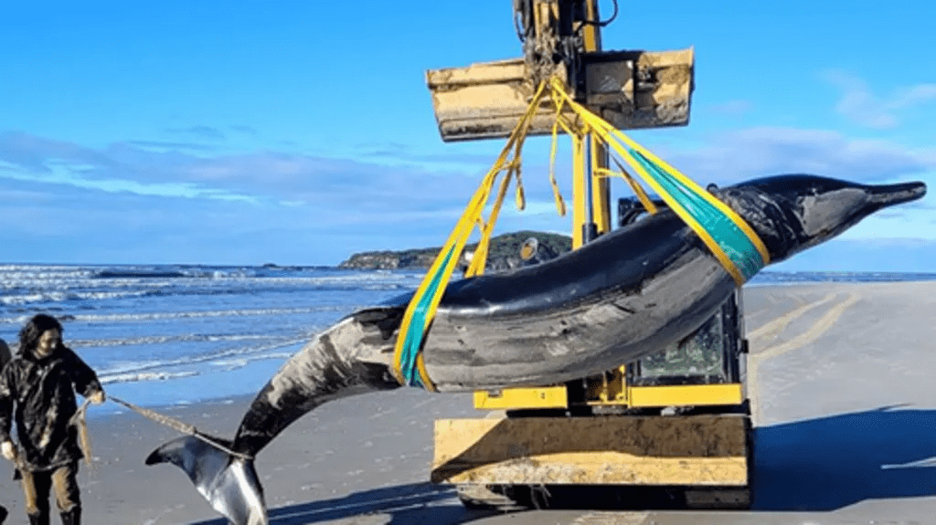 A whale so rare only six specimens have ever been known to science has washed ashore on an Otago beach.