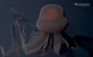 The Rare Giant Phantom Jelly, The Monterey Bay Aquarium Research Institute