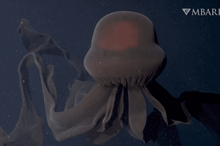 The Rare Giant Phantom Jelly, The Monterey Bay Aquarium Research Institute