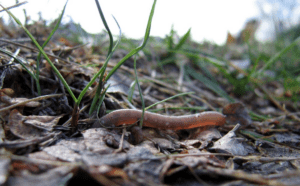 Now Micro Plastics Can Increase Earthworm Mortality & Contaminate Soil