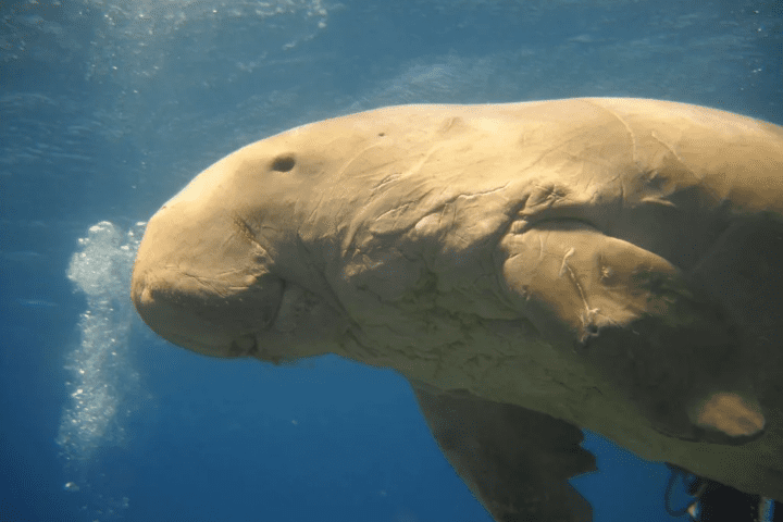 Dugongs Are Now Extinct In China, New Study