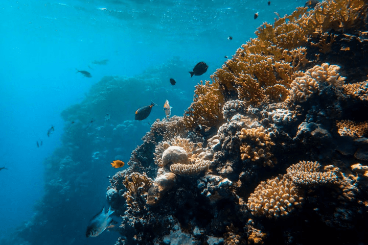 coral