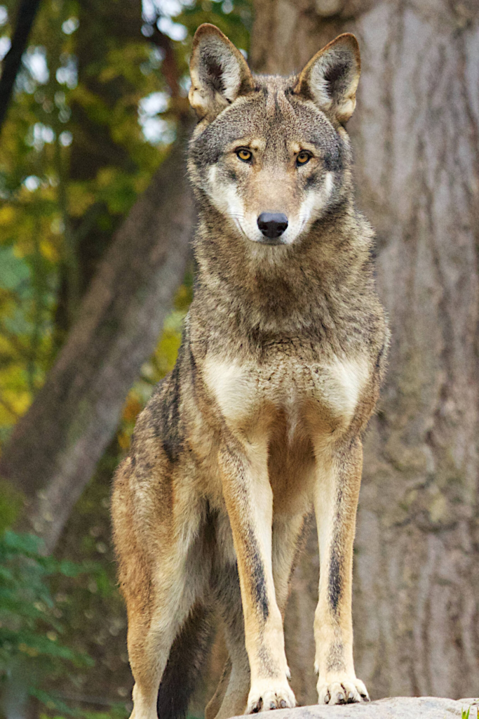 Red Wolf