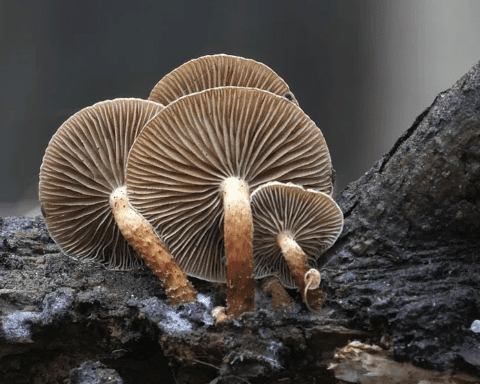 mycelium