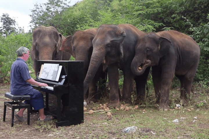 🎹🐘 Meet Paul Barton, the man whose piano keys unlock a world of peace for Thailand's rescued elephants! His melodies weave a tale of hope, healing, and harmony for these majestic creatures. Will his music strike a chord in your heart too? 🎶✨ #HarmonyForElephants #PaulBartonPiano #ElephantSanctuarySounds #MusicHeals