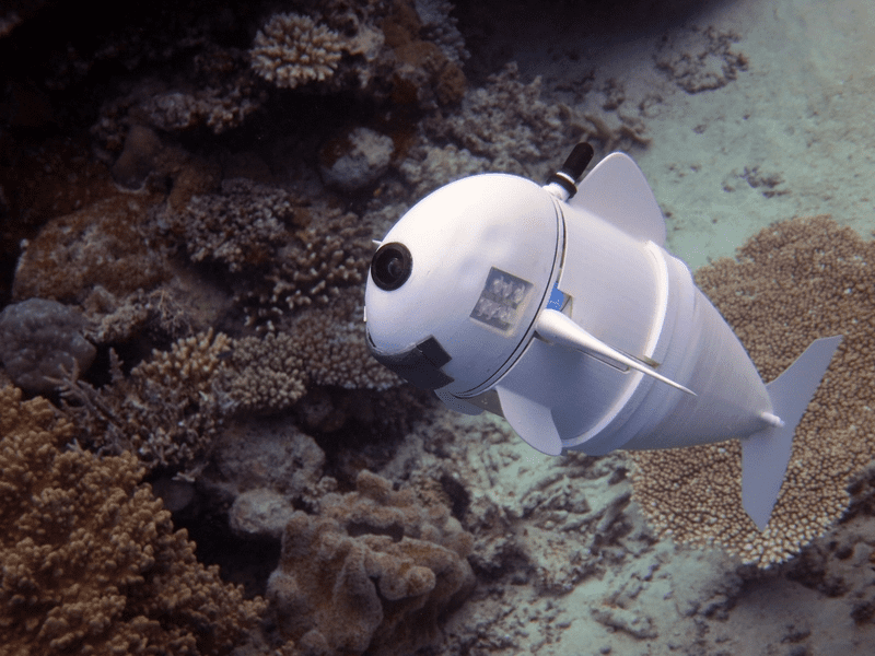 MIT's SoFi: More Than a Robotic Fish, It's a Marine Research Wonder. Credits:Photo: Joseph DelPreto/MIT CSAIL