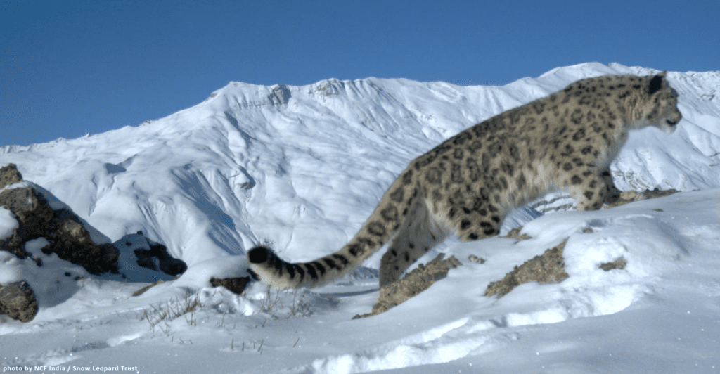 Snow Leopards Seek Higher Ground, Black Bears Face New Dangers: Climate's Grip on Himalayan Wildlife.. Photo Creedit: Snow Leopard Trust(CC BY-NC-SA 2.0)