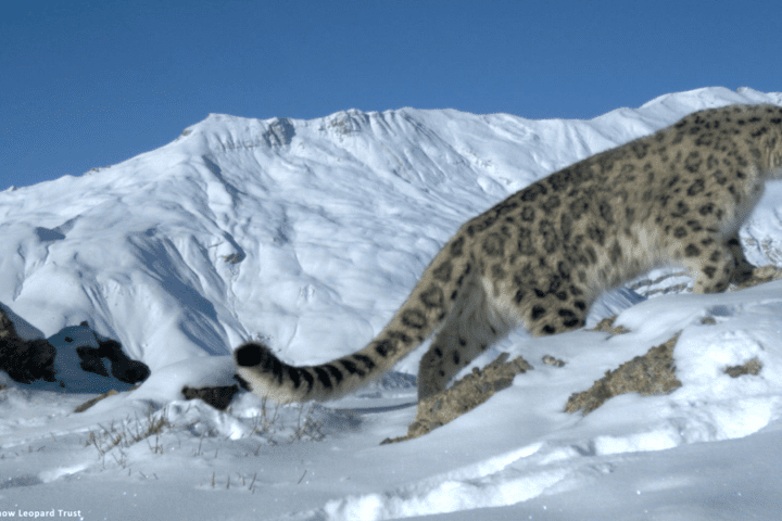 Snow Leopards Seek Higher Ground, Black Bears Face New Dangers: Climate's Grip on Himalayan Wildlife.. Photo Creedit: Snow Leopard Trust(CC BY-NC-SA 2.0)