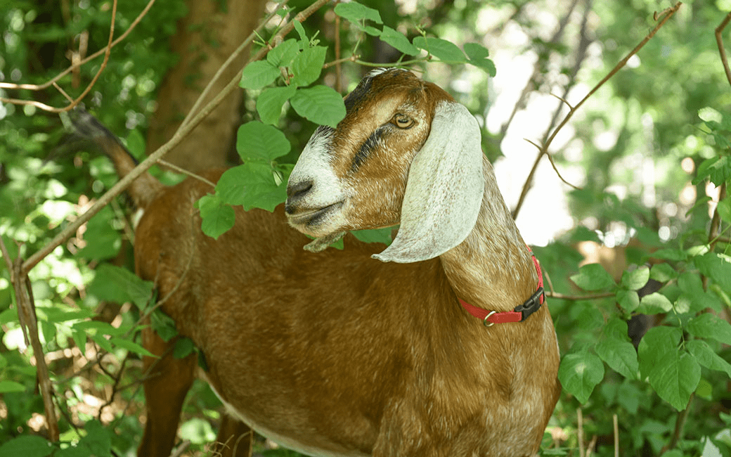 Goats return to the Glen