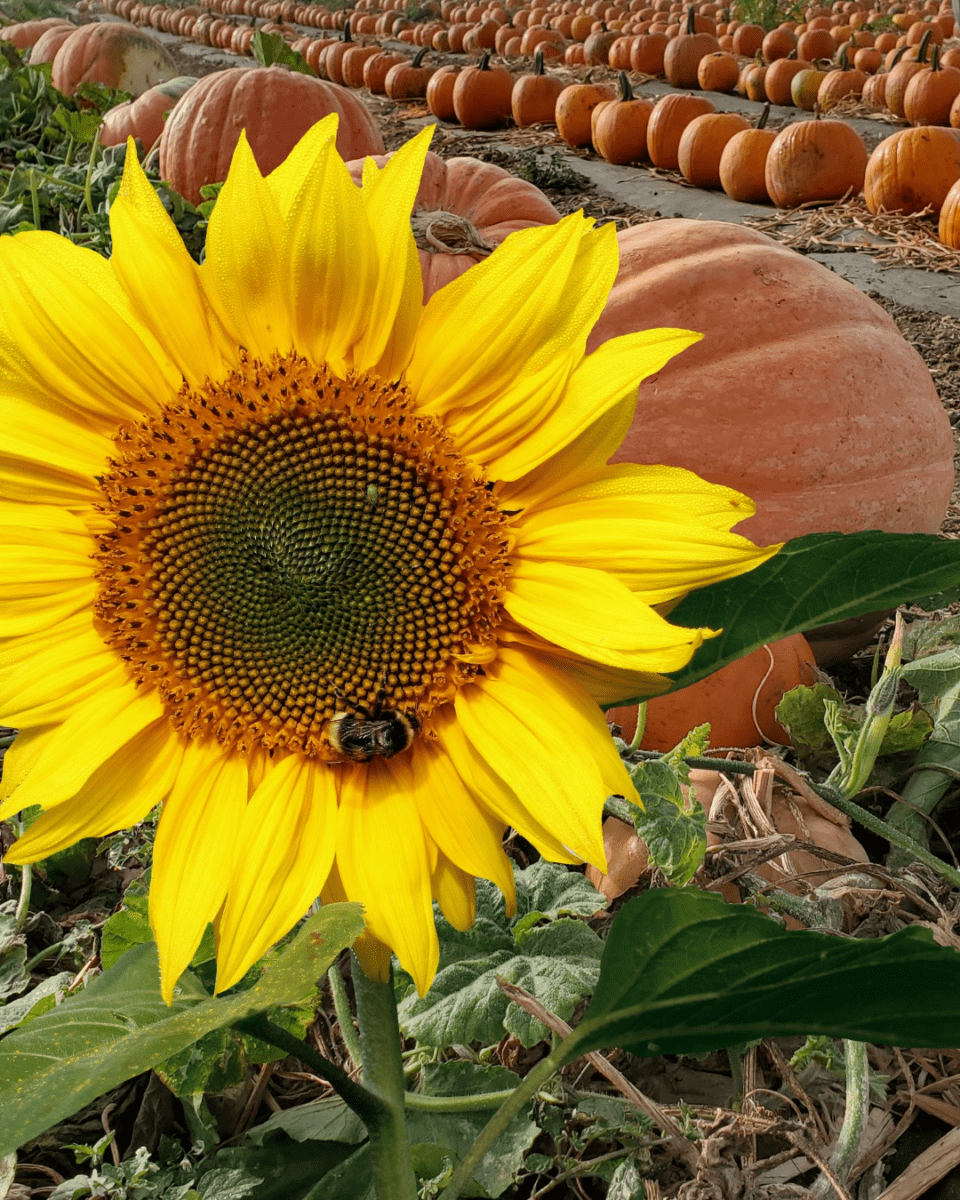 Pumpkin Patches