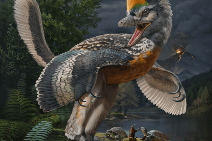 Life reconstruction of the 150-million-year-old avialan theropod Fujianvenator prodigiosus. (Image by ZHAO Chuang)