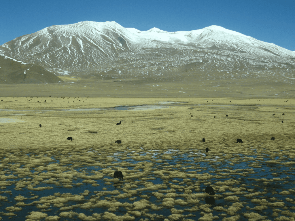 Tibetan Plateau's Climate Shift