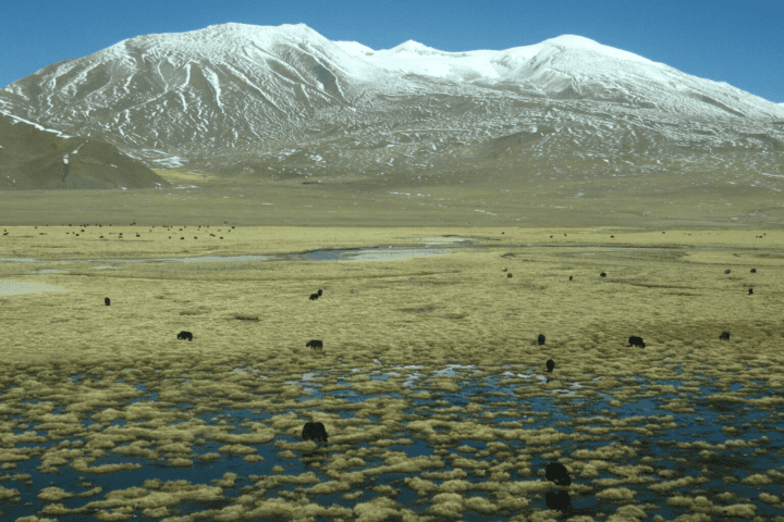 Tibetan Plateau's Climate Shift