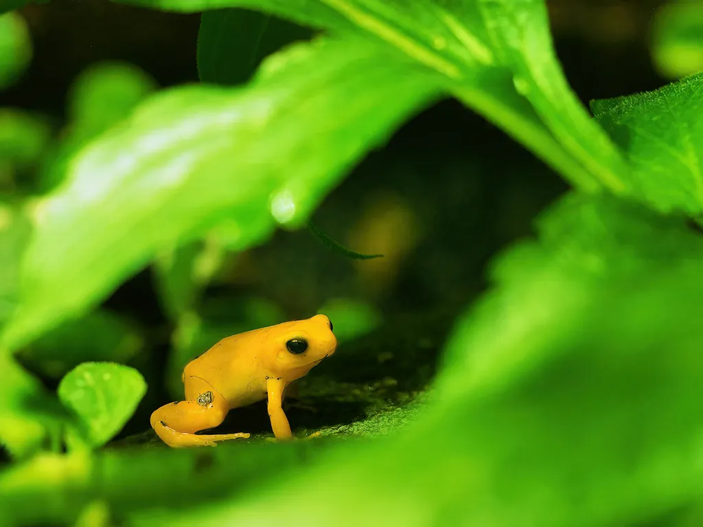 The bright yellow colouration of this frog warns would-be predators that its skin is poisonous and it shouldn't be eaten. David Dixon (CC BY-SA 2.0)