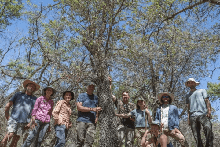 Extinct Oak Tree Found Alive