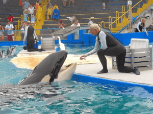 After 50 years in Captivity, Will Lolita the Orca Return to the Wild?