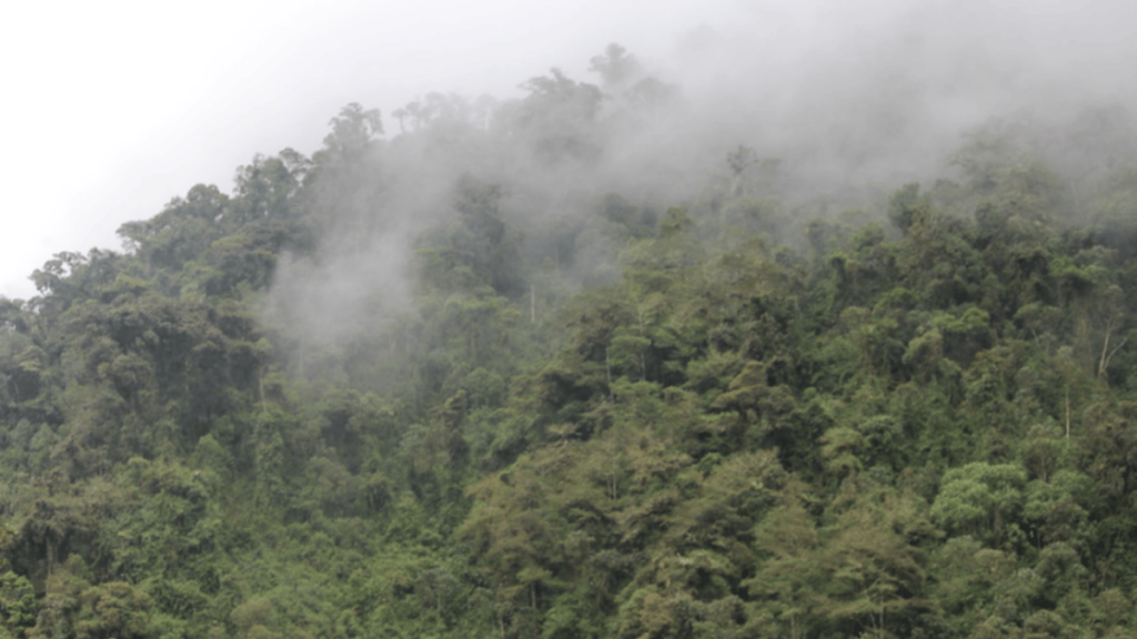 Andes Cloud Forest, Photo Source Flicker