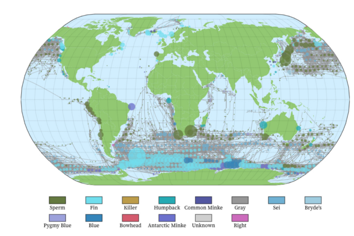 WhaleVis turns more than a century of whaling data into an interactive map