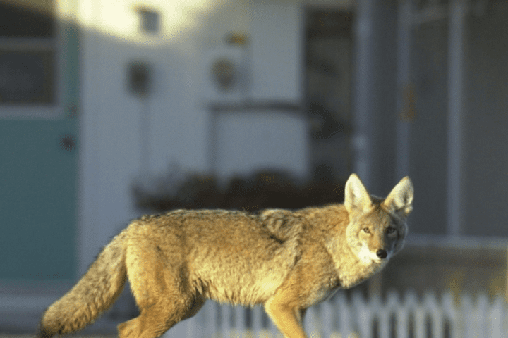 Coyote Injures Two Toddlers in Arizona: Residents Asked to Remain Vigilant