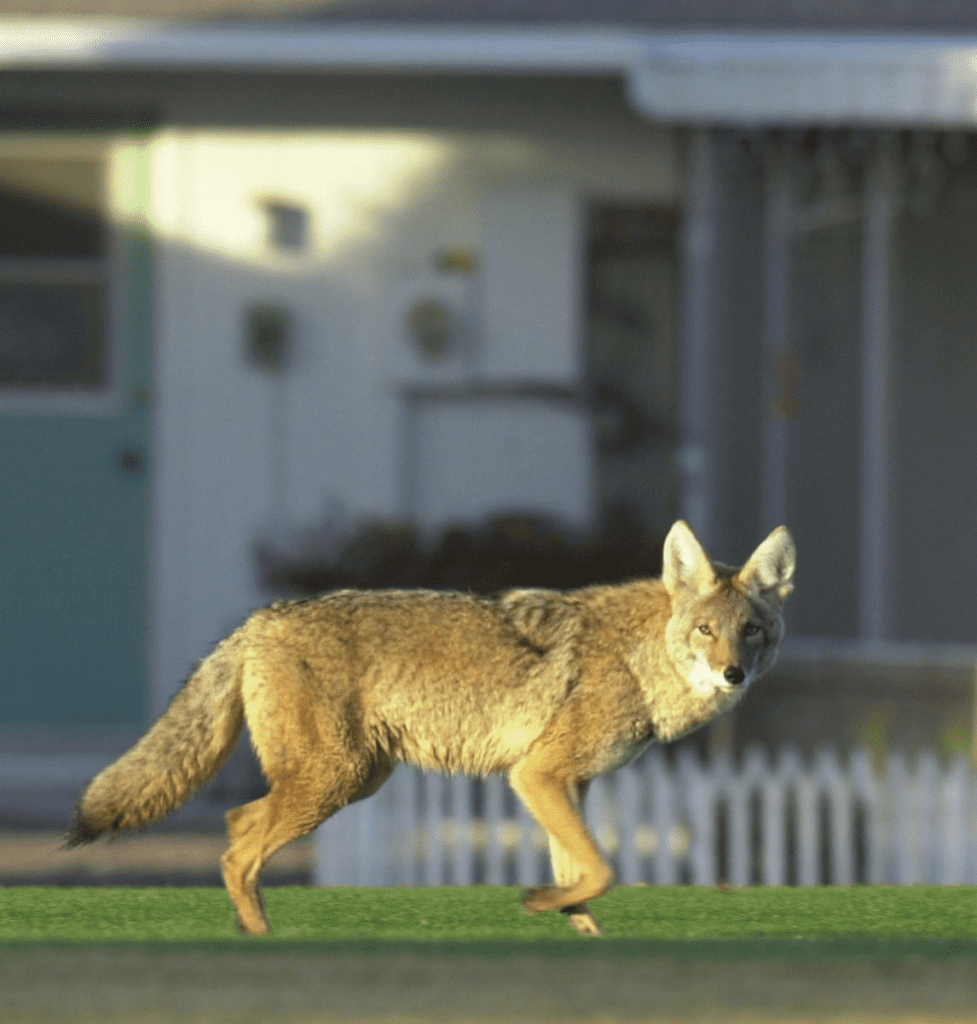Coyote Injures Two Toddlers in Arizona: Residents Asked to Remain Vigilant