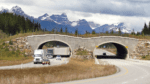 New Mexico Builds The First Wildlife Highway Overpasses For Endangered Species