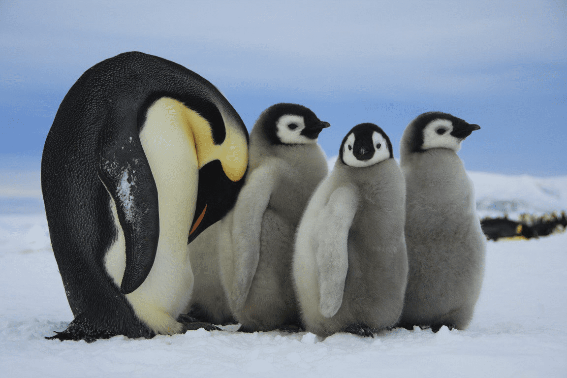 Penguins Sound the Alarm on the Hidden Dangers of Fossil Fuel Usage
