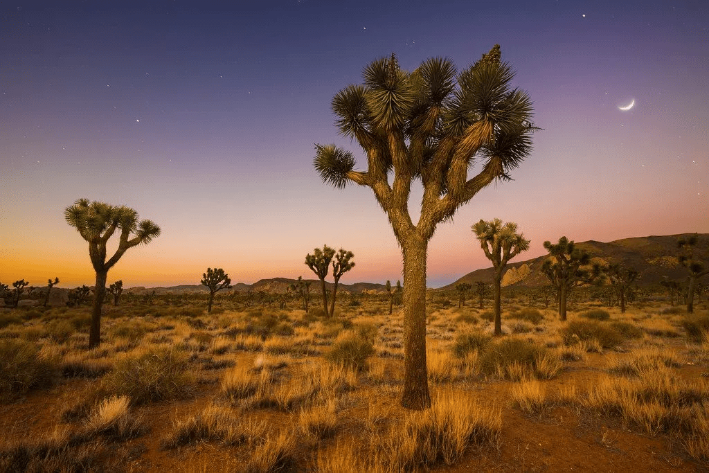 Iconic Joshua Tree in Danger of Disappearing from the Mojave Desert
