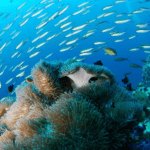 Palau's Coral Reefs
