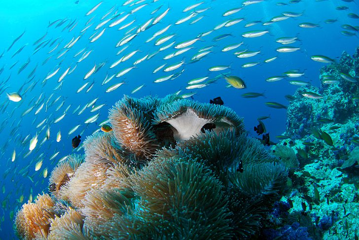 Palau's Coral Reefs
