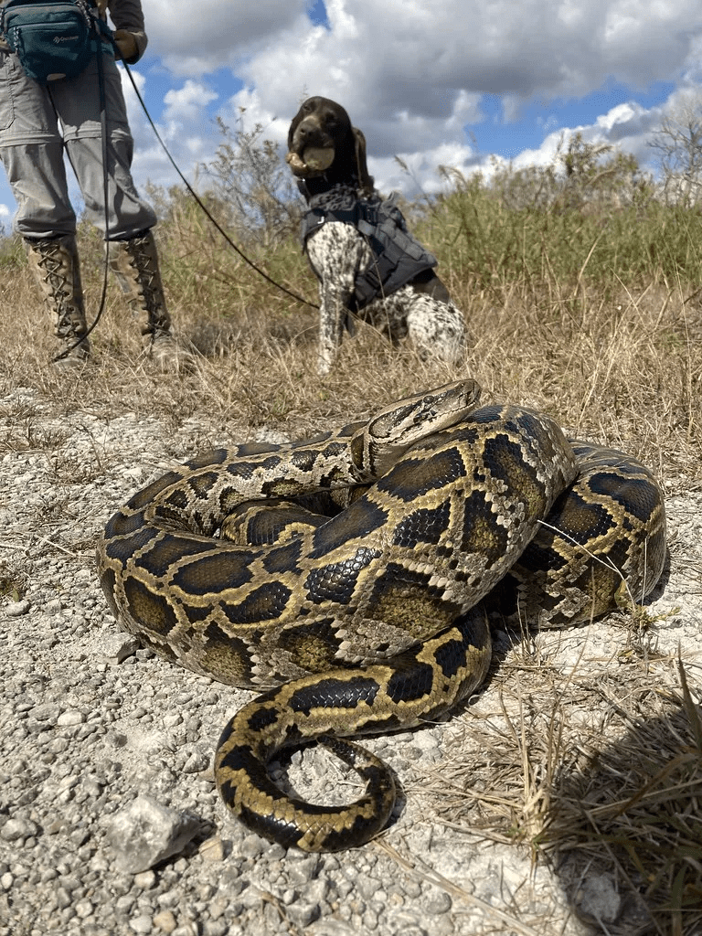 Florida Python Everglades. Photo by Jake Travers, FWC (CC BY-NC-ND 2.0)