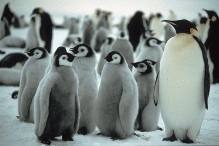 Antarctica's Emperor Penguin