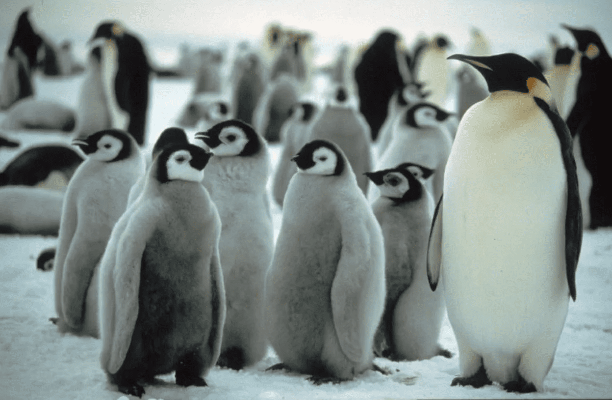 Antarctica's Emperor Penguin