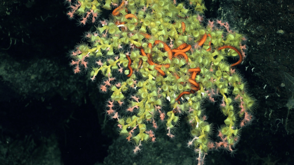 Deep-Sea Coral. Source: Schmidt Ocean Institute