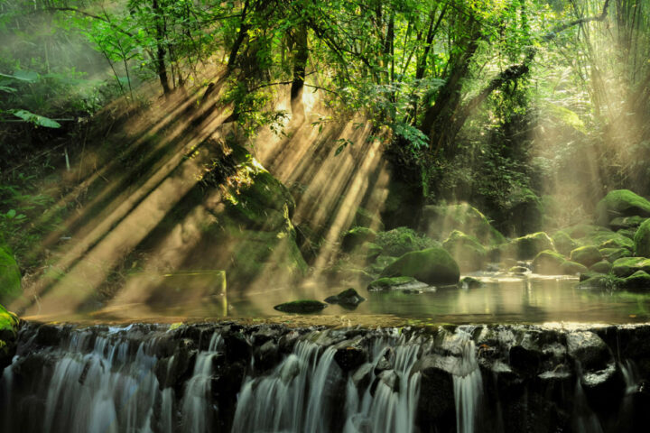 Scenic View of Rainforest Photo Credits: Arnie Chou
